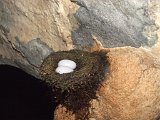 00395-1857 Swiftlets Nest in Lagang Cave - Photo by GKS